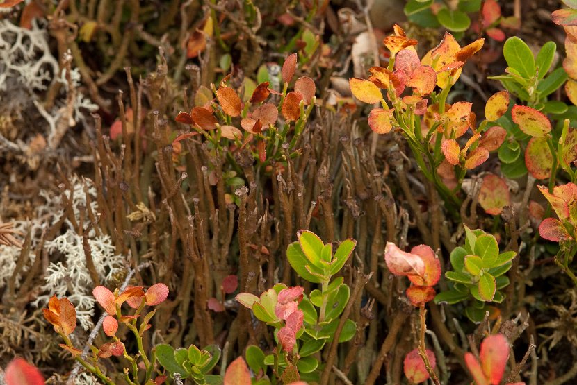 Cladonia macroceras-1